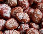 Lima Bean 'Ping Zebra' [15 Seeds]
