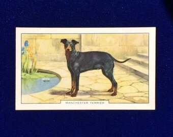 rat terrier statue