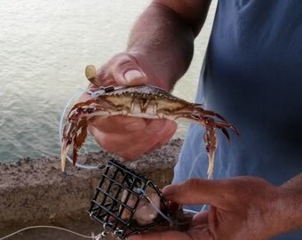 Crab Trap - TriSnare 2" x 2" x 2" - Open on sides