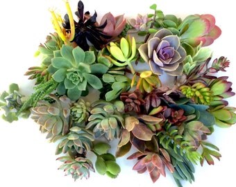 20 succulent clippings succulent cuttings 20 different succulent clippings succulent kit succulent garden