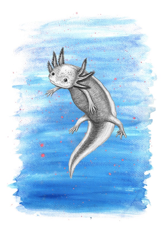 Art Print Axolotl Axolotl Art Giclee Print Axolotl Print