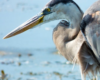 heron soft toy