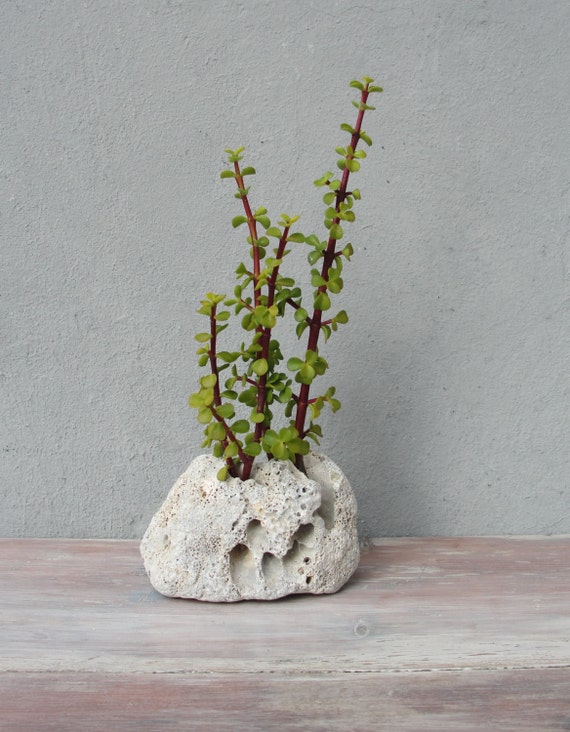stone succulent pot