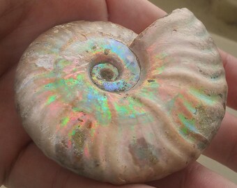 Opal fossil | Etsy