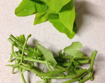 30 Live lime green accent  ipomoea sweet potato vine cuttings for planting - 5 To 7 Inches -m152