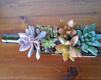 Glass Succulent Planter / Wine Bottle Planter / Garden / Wine Gifts / House Warming / Windowsill Planter / Gift Ideas for mom Indoor Plants