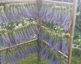 Dried lavender bunches for crafts, weddings, decor, relaxation, aromatherapy