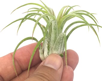 Business Card Holder Desk Decor Office Decor Recipe Card