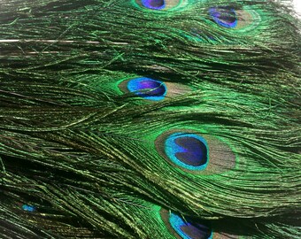 Beautiful Natural Peacock Feathers, Set of Four, Twelve Inchs Long, Cruelty Free, Loose Feathers, Feather Supply, Craft and Jewelry Supply