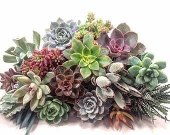 Succulent Plant Plugs (10)