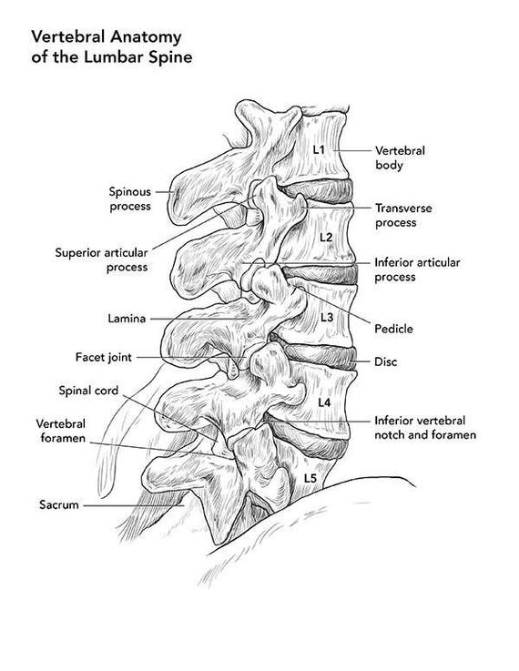 Vertebral Anatomy of the Lumbar Spine Art Print