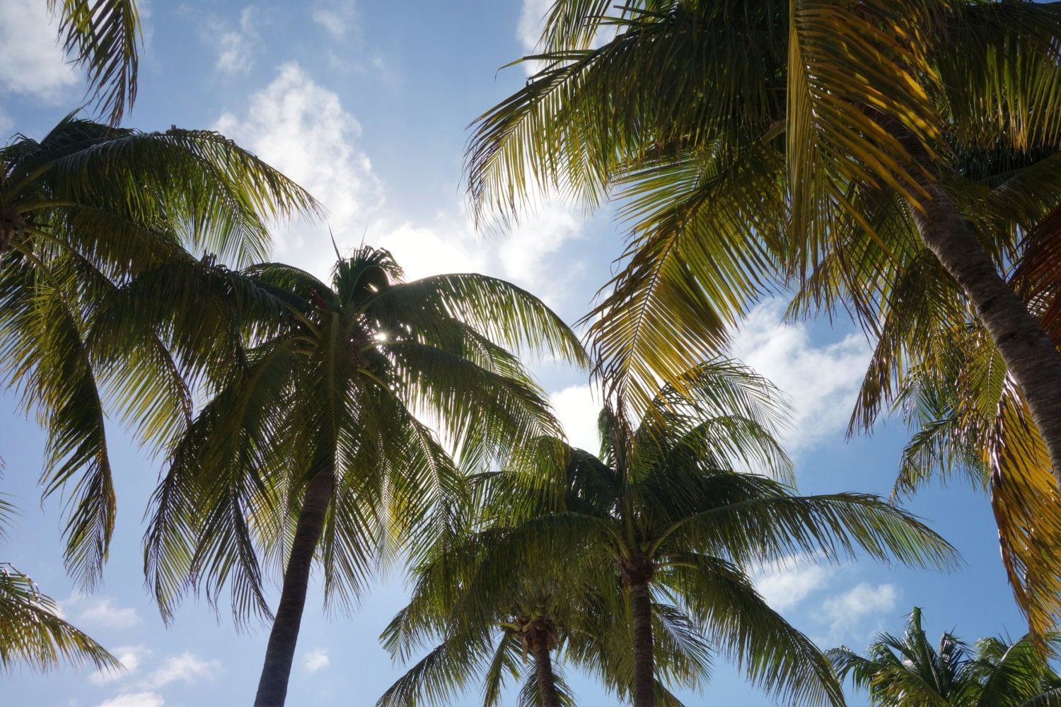 Sunshine Palm Trees Photo / Digital Download / Summer