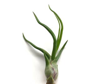 Tillandsia Bulbosa Guatemala Air Plant - Small