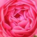 Ann Maene