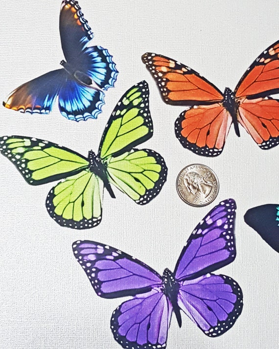 Large Butterfly Wings Transparency Cut Outs - 5 Random from ...