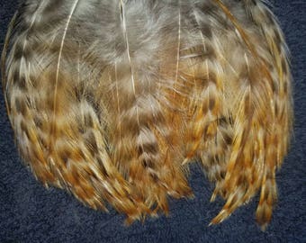 Natural Barred Ginger Rooster Hackle Feathers - Hand Selected - Lot of 50