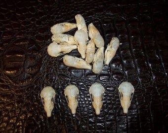 Real animal bone shrew skull teeth head rodent mouse mole part