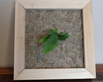 Staghorn Fern and Living Frame Kit