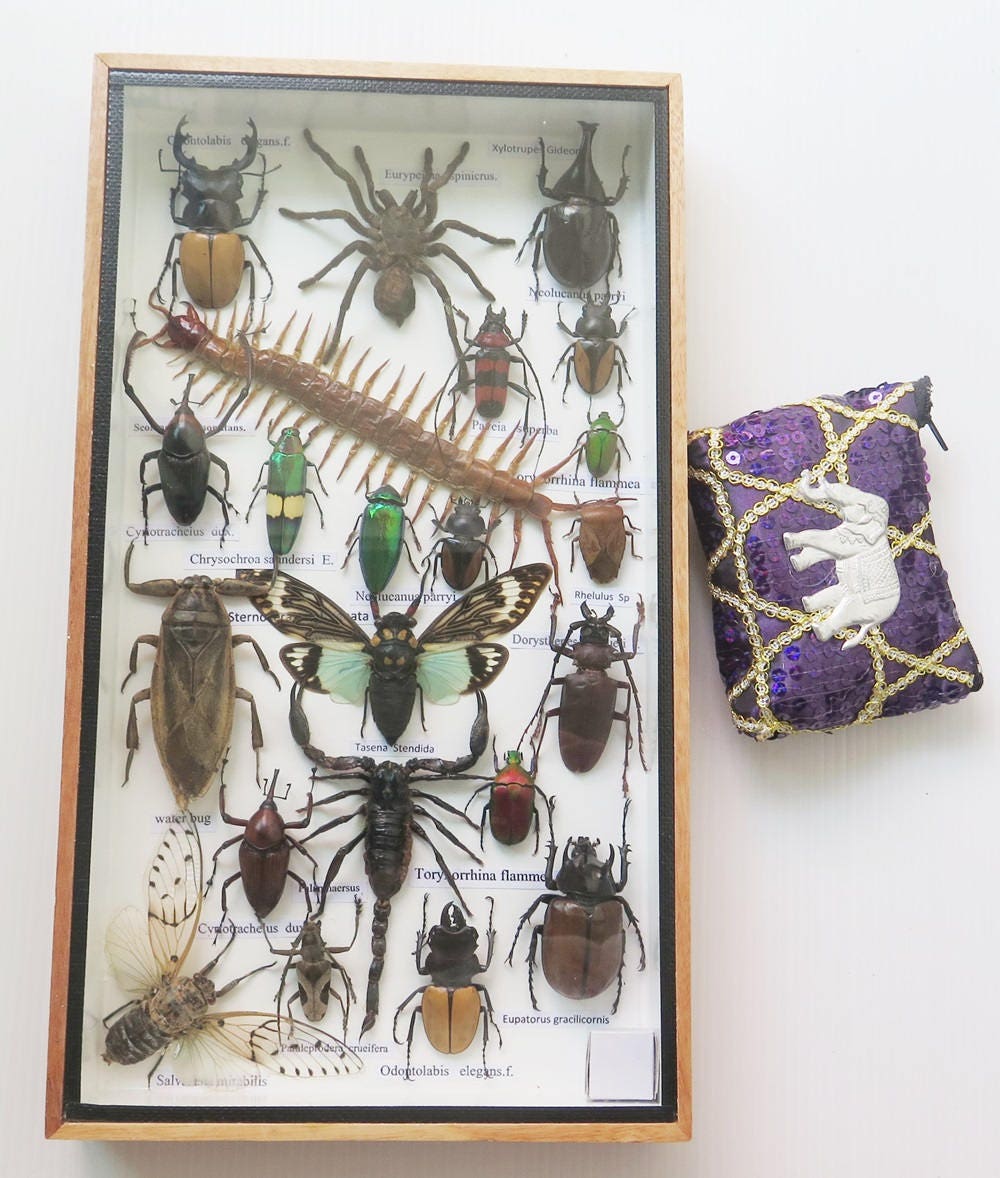 Rare Taxidermy Real Insect Display Insects Box Bug Wood Gift