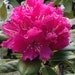 botanicalbizz