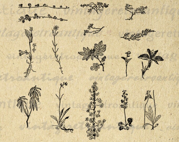 Flower and Plant Collage Sheet Digital Printable Download Illustration Graphic Image Artwork Vintage Clip Art Jpg Png HQ 300dpi No.912