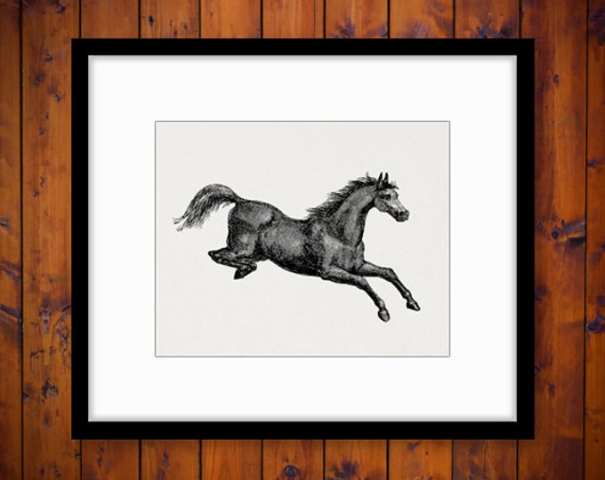 Digital Jumping Horse Printable Image Graphic Download Artwork Antique Clip Art Jpg Png Eps HQ 300dpi No.2278