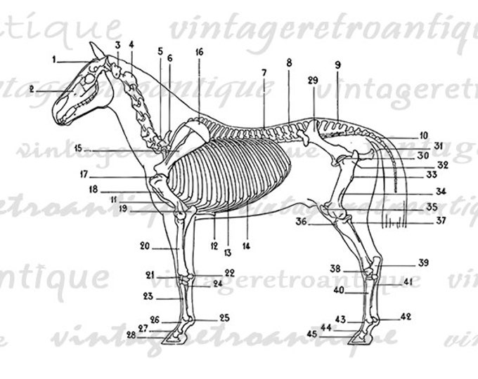 Digital Image Horse Skeleton Diagram Printable Download Illustration Graphic Vintage Clip Art Jpg Png Eps HQ 300dpi No.1949