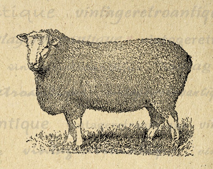 Digital Printable Antique Sheep Graphic Cute Animal Image Download Vintage Clip Art Jpg Png Eps HQ 300dpi No.3532