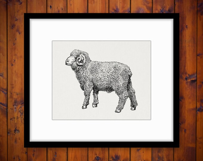 Little Merino Ram Sheep Image Printable Download Cute Animal Graphic Digital Antique Clip Art Jpg Png Eps HQ 300dpi No.3538