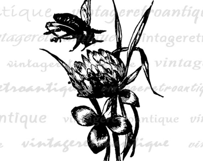 Printable Image Bee and Flower Digital Download Graphic Artwork Vintage Clip Art Jpg Png Eps HQ 300dpi No.2366