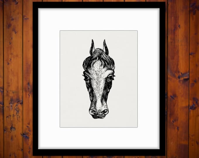 Digital Graphic Horse Head Printable Download Illustrated Image Artwork Vintage Clip Art Jpg Png Eps HQ 300dpi No.2296