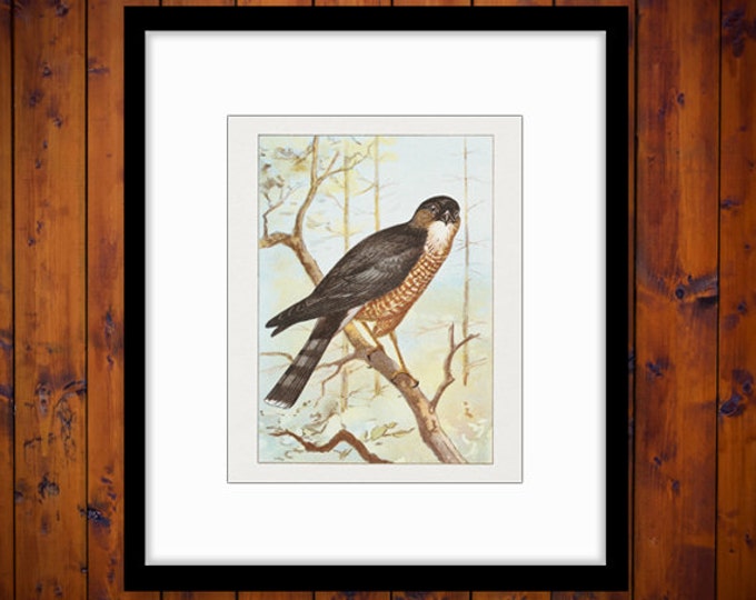 Printable Image Hawk Color Illustration Graphic Bird Artwork Digital Download Antique Clip Art for Transfers etc HQ 300dpi No.914