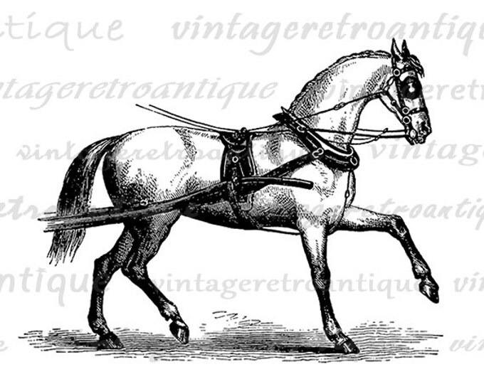 Digital Printable Carriage Horse Image Graphic Download Artwork Vintage Clip Art Jpg Png Eps HQ 300dpi No.2321