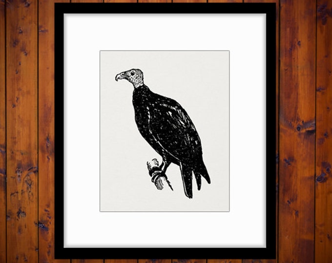 Buzzard Printable Image Digital Bird Graphic Download Illustration Vintage Clip Art Jpg Png Eps HQ 300dpi No.1059