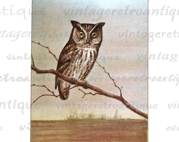 Digital Graphic Owl Illustration Printable Color Bird Image Download HQ 300dpi No.907