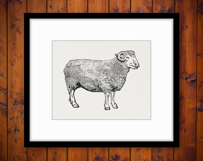 Digital Printable Dorset Sheep Graphic Image Illustration Download Antique Clip Art Jpg Png Eps HQ 300dpi No.3509