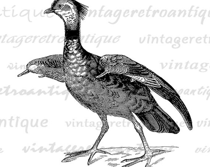 Northern Screamer Bird Graphic Printable Image Digital Download Illustration Vintage Clip Art Jpg Png Eps HQ 300dpi No.2695