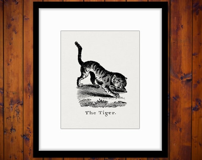 Printable Digital Antique Tiger Illustration Graphic Cat Artwork Image Download Vintage Clip Art for Transfers HQ 300dpi No.933