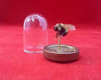 Taxidermy Bumble Bee Glass Dome Display