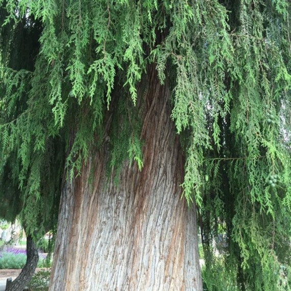 Chinese Weeping Cypress Tree Seeds Cupressus funebri