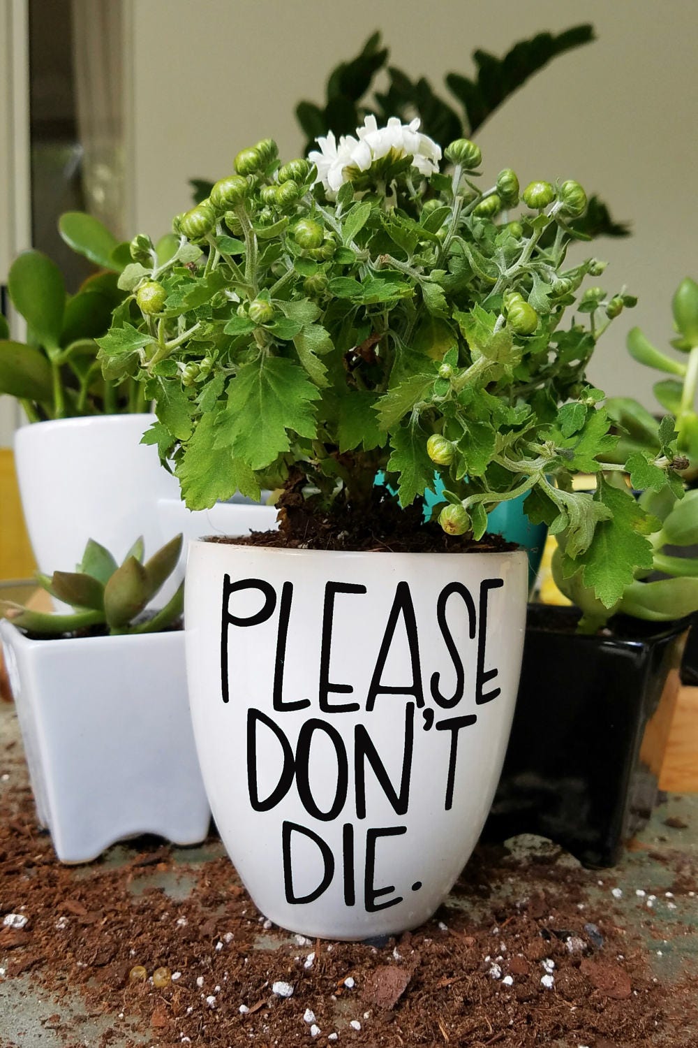 Please Don't Die Planter Hand Lettered Planter Funny
