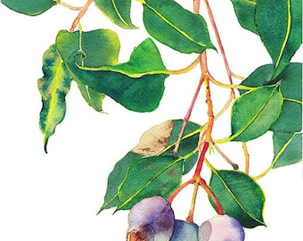 Gum nuts botanical print A4 - Australian native eucalyptus - Gum tree branch watercolor nature print - purple & green home decor