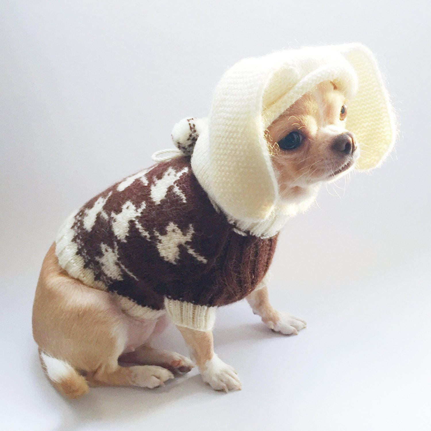 chihuahua in sweater