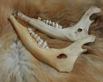 Craft Grade Ungulate Jaws