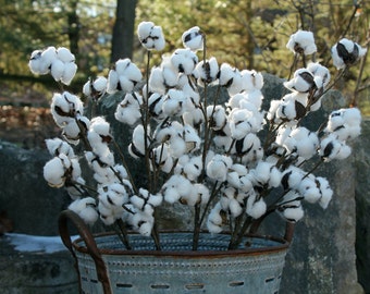 Cotton Stems, Set of 5-30" Cotton Stems, Farmhouse Decor, Cotton Branches, Natural Cotton, Rustic Wedding Decor, 2nd Anniversary Cotton