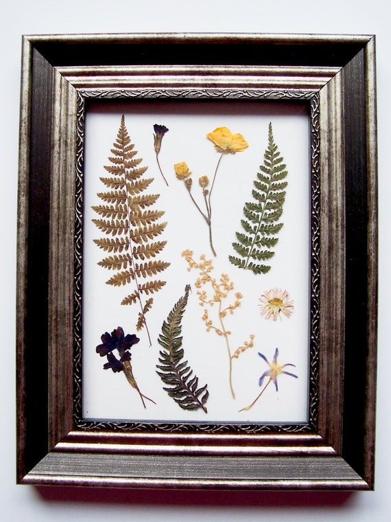 Framed Pressed Ferns and Flowers dried ferns by ...