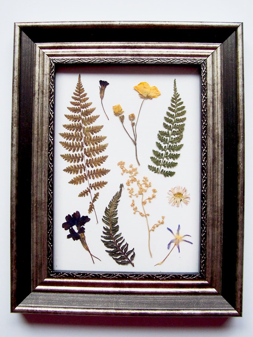 Framed Pressed Ferns and Flowers dried ferns by NaturesCraftSupply