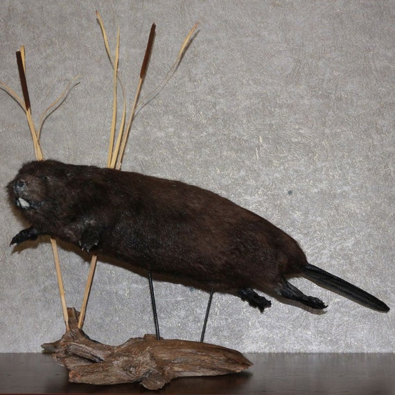 stuffed beaver taxidermy for sale