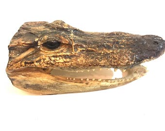 Vintage small real alligator head- taxidermy alligator reptile