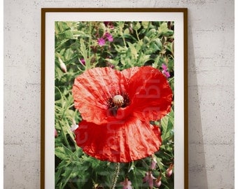 Poppy Wall Art, Poppy Print, Poppy Poster, Poppy Photography, Poppy Art, Poppy Art Print, Poppy Artwork, Poppy Decor, Poppy Home Decor